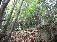 Monte Fior di Cosimo